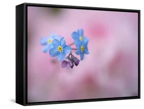 Forget-Me-Not Flowers, New Brunswick, Canada-Ellen Anon-Framed Stretched Canvas