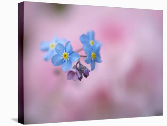 Forget-Me-Not Flowers, New Brunswick, Canada-Ellen Anon-Stretched Canvas