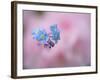 Forget-Me-Not Flowers, New Brunswick, Canada-Ellen Anon-Framed Photographic Print