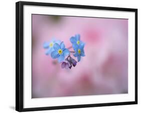 Forget-Me-Not Flowers, New Brunswick, Canada-Ellen Anon-Framed Photographic Print