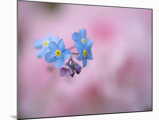 Forget-Me-Not Flowers, New Brunswick, Canada-Ellen Anon-Mounted Photographic Print