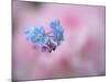 Forget-Me-Not Flowers, New Brunswick, Canada-Ellen Anon-Mounted Photographic Print