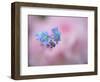 Forget-Me-Not Flowers, New Brunswick, Canada-Ellen Anon-Framed Photographic Print