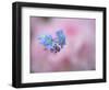 Forget-Me-Not Flowers, New Brunswick, Canada-Ellen Anon-Framed Photographic Print