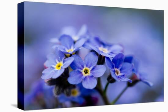 Forget Me Not Flowers - Spring Garden-Gorilla-Stretched Canvas