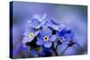 Forget Me Not Flowers - Spring Garden-Gorilla-Stretched Canvas