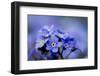 Forget Me Not Flowers - Spring Garden-Gorilla-Framed Premium Photographic Print