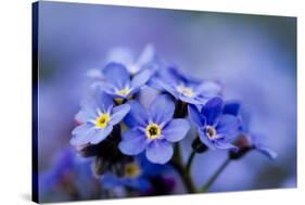 Forget Me Not Flowers - Spring Garden-Gorilla-Stretched Canvas