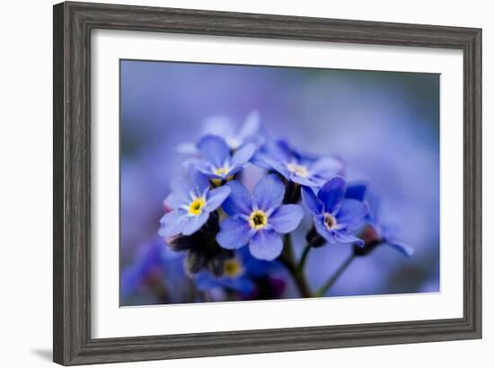 Forget Me Not Flowers - Spring Garden-Gorilla-Framed Photographic Print