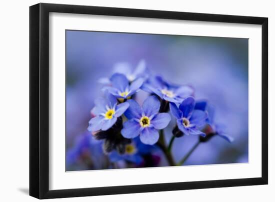 Forget Me Not Flowers - Spring Garden-Gorilla-Framed Photographic Print
