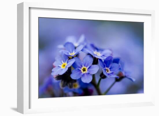 Forget Me Not Flowers - Spring Garden-Gorilla-Framed Photographic Print