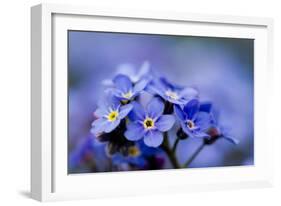 Forget Me Not Flowers - Spring Garden-Gorilla-Framed Photographic Print