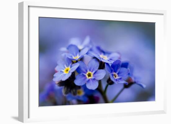 Forget Me Not Flowers - Spring Garden-Gorilla-Framed Photographic Print