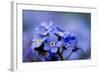 Forget Me Not Flowers - Spring Garden-Gorilla-Framed Photographic Print