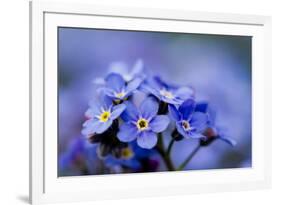 Forget Me Not Flowers - Spring Garden-Gorilla-Framed Photographic Print