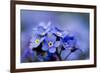 Forget Me Not Flowers - Spring Garden-Gorilla-Framed Photographic Print