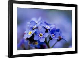 Forget Me Not Flowers - Spring Garden-Gorilla-Framed Photographic Print