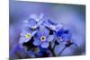 Forget Me Not Flowers - Spring Garden-Gorilla-Mounted Photographic Print