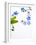 Forget-Me-Not, Myosotis Sylvatica, Leaves, Blossoms, Blue, Violet, White, Still Life-Axel Killian-Framed Photographic Print