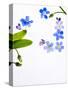 Forget-Me-Not, Myosotis Sylvatica, Leaves, Blossoms, Blue, Violet, White, Still Life-Axel Killian-Stretched Canvas