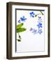 Forget-Me-Not, Myosotis Sylvatica, Leaves, Blossoms, Blue, Violet, White, Still Life-Axel Killian-Framed Photographic Print