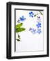 Forget-Me-Not, Myosotis Sylvatica, Leaves, Blossoms, Blue, Violet, White, Still Life-Axel Killian-Framed Photographic Print