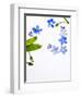 Forget-Me-Not, Myosotis Sylvatica, Leaves, Blossoms, Blue, Violet, White, Still Life-Axel Killian-Framed Photographic Print