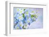 Forget Me Not on Blue Background-egal-Framed Photographic Print