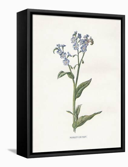 Forget me Not-Gwendolyn Babbitt-Framed Stretched Canvas