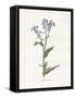 Forget me Not-Gwendolyn Babbitt-Framed Stretched Canvas