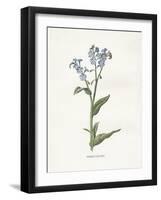 Forget me Not-Gwendolyn Babbitt-Framed Art Print