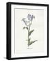 Forget me Not-Gwendolyn Babbitt-Framed Art Print