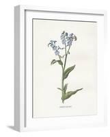 Forget me Not-Gwendolyn Babbitt-Framed Art Print