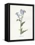 Forget me Not-Gwendolyn Babbitt-Framed Stretched Canvas