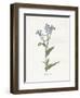 Forget me Not-Gwendolyn Babbitt-Framed Art Print