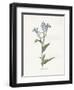 Forget me Not-Gwendolyn Babbitt-Framed Art Print