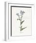 Forget me Not-Gwendolyn Babbitt-Framed Art Print