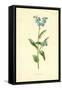 Forget-Me-Not-Frederick Edward Hulme-Framed Stretched Canvas