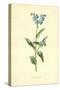 Forget-Me-Not-Frederick Edward Hulme-Stretched Canvas