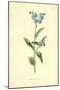 Forget-Me-Not-Frederick Edward Hulme-Mounted Giclee Print