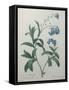 Forget-Me-Not-Pierre-Joseph Redoute-Framed Stretched Canvas