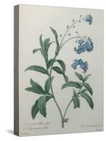Forget-Me-Not-Pierre-Joseph Redoute-Stretched Canvas
