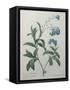 Forget-Me-Not-Pierre-Joseph Redoute-Framed Stretched Canvas