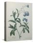 Forget-Me-Not-Pierre-Joseph Redoute-Stretched Canvas