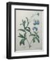 Forget-Me-Not-Pierre-Joseph Redoute-Framed Art Print