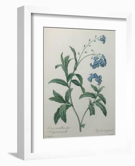 Forget-Me-Not-Pierre-Joseph Redoute-Framed Art Print