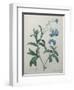 Forget-Me-Not-Pierre-Joseph Redoute-Framed Art Print