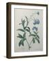 Forget-Me-Not-Pierre-Joseph Redoute-Framed Art Print