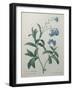 Forget-Me-Not-Pierre-Joseph Redoute-Framed Art Print