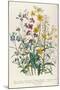 Forget-Me-Nots and Buttercups, Plate 13 from 'The Ladies' Flower Garden', Published 1842-Jane W. Loudon-Mounted Giclee Print